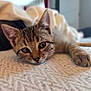 cat, kitten, tabby, pet, animal, cute, lying_down, closeup, indoor, bed, blanket, fur, whiskers, paw, relaxed, young, domestic, soft, sleepy, face