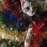 Azur participe au concours pour gagner de l'argent avec cette photo : animal, background_blur, cat, christmas, closeup, colorful, curious, cute, decorations, feline, festive, holiday, indoor, kitten, pet, playful, soft_focus, sparkle, tinsel, whiskers