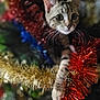 animal, background_blur, cat, christmas, closeup, colorful, curious, cute, decorations, feline, festive, holiday, indoor, kitten, pet, playful, soft_focus, sparkle, tinsel, whiskers