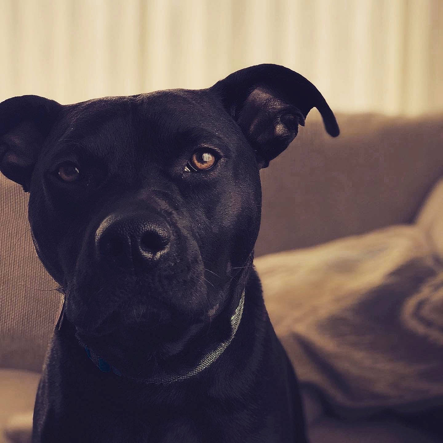 Apollo joined the competition — help win amazing prizes! borador, canidae, carnivore, collar, companion_dog, dog, dog_breed, dog_collar, electric_blue, fawn, guard_dog, hunting_dog, non_sporting_group, pet_supply, sporting_group, toy_dog, whiskers, working_animal, working_dog