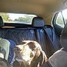 dog, car_interior, sunlight, backseat, window, road, trees, leather_seat, seat_headrest, collar, pet, travel, daylight, vehicle, canine, portrait, domestic_animal, looking_up, resting, road_trip