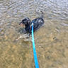 dog, black_dog, water, shallow_water, leash, blue_leash, river, rocks, outdoor, pet, animal, wet, nature, daylight, canine, playful, summer, standing, curious, calm