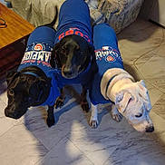 Pupper'S joined the competition — help win amazing prizes! dog, three_dogs, blue_shirt, clothing, indoor, floor, tile_floor, couch, table, pet_clothing, black_dog, white_dog, curious, animal, mammal, companion_animal, cute, sport_fan, team_jersey, group