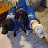dog, three_dogs, blue_shirt, clothing, indoor, floor, tile_floor, couch, table, pet_clothing, black_dog, white_dog, curious, animal, mammal, companion_animal, cute, sport_fan, team_jersey, group