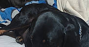 Pupper'S joined the competition — help win amazing prizes! dog, black_dog, white_dog, bed, blanket, pillow, indoor, pet, animal, canine, resting, lying_down, cozy, fur, collar, chain_collar, close_up, multiple_dogs, relaxing, home