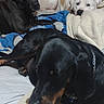 dog, black_dog, white_dog, bed, blanket, pillow, indoor, pet, animal, canine, resting, lying_down, cozy, fur, collar, chain_collar, close_up, multiple_dogs, relaxing, home