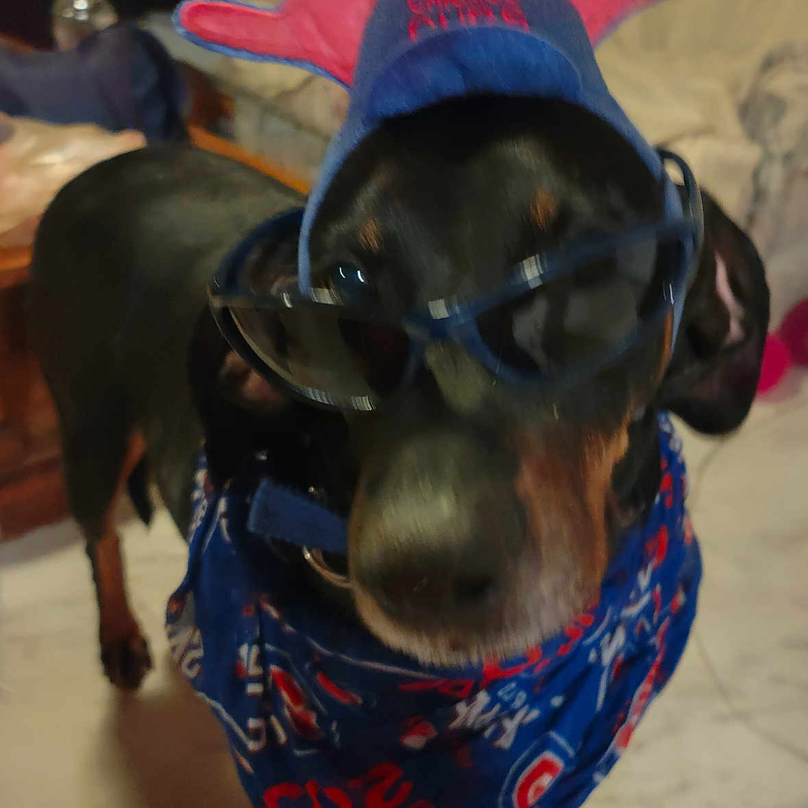 Pupper'S