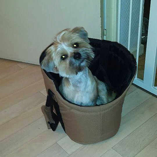 Doggy