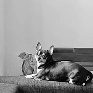 Simba a rejoint le concours — aidez-le/la à gagner de superbes lots ! dog, small_dog, couch, indoor, black_and_white, vase, decor, leaf, pet, animal, relaxing, looking_back, furniture, home, portrait, calm, minimalistic, cute, companion, resting