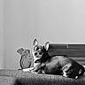 dog, small_dog, couch, indoor, black_and_white, vase, decor, leaf, pet, animal, relaxing, looking_back, furniture, home, portrait, calm, minimalistic, cute, companion, resting