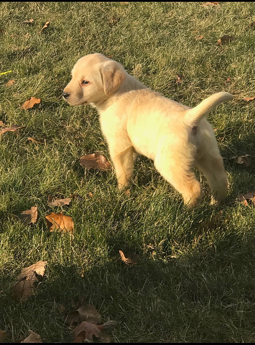 Piper joined the competition — help win amazing prizes! canidae, carnivore, companion_dog, dog, dog_breed, fawn, golden_retriever, grass, hunting_dog, istrian_coarse_haired_hound, labrador_retriever, mammal, pointing_breed, puppy, rajapalayam, retriever, sporting_group, tail, vertebrate