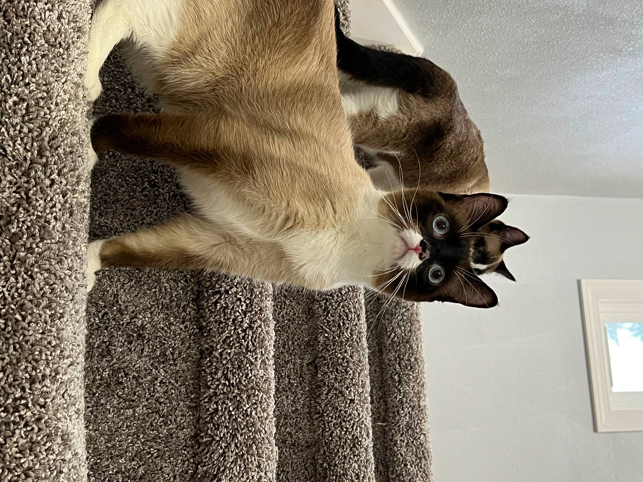 Cleo joined the competition — help win amazing prizes! canidae, carnivore, carpet, cat, dress, fawn, felidae, flooring, formal_wear, fur, fur_clothing, grey, human_leg, linens, sleeve, small_to_medium_sized_cats, sporting_group, tail, whiskers, wood