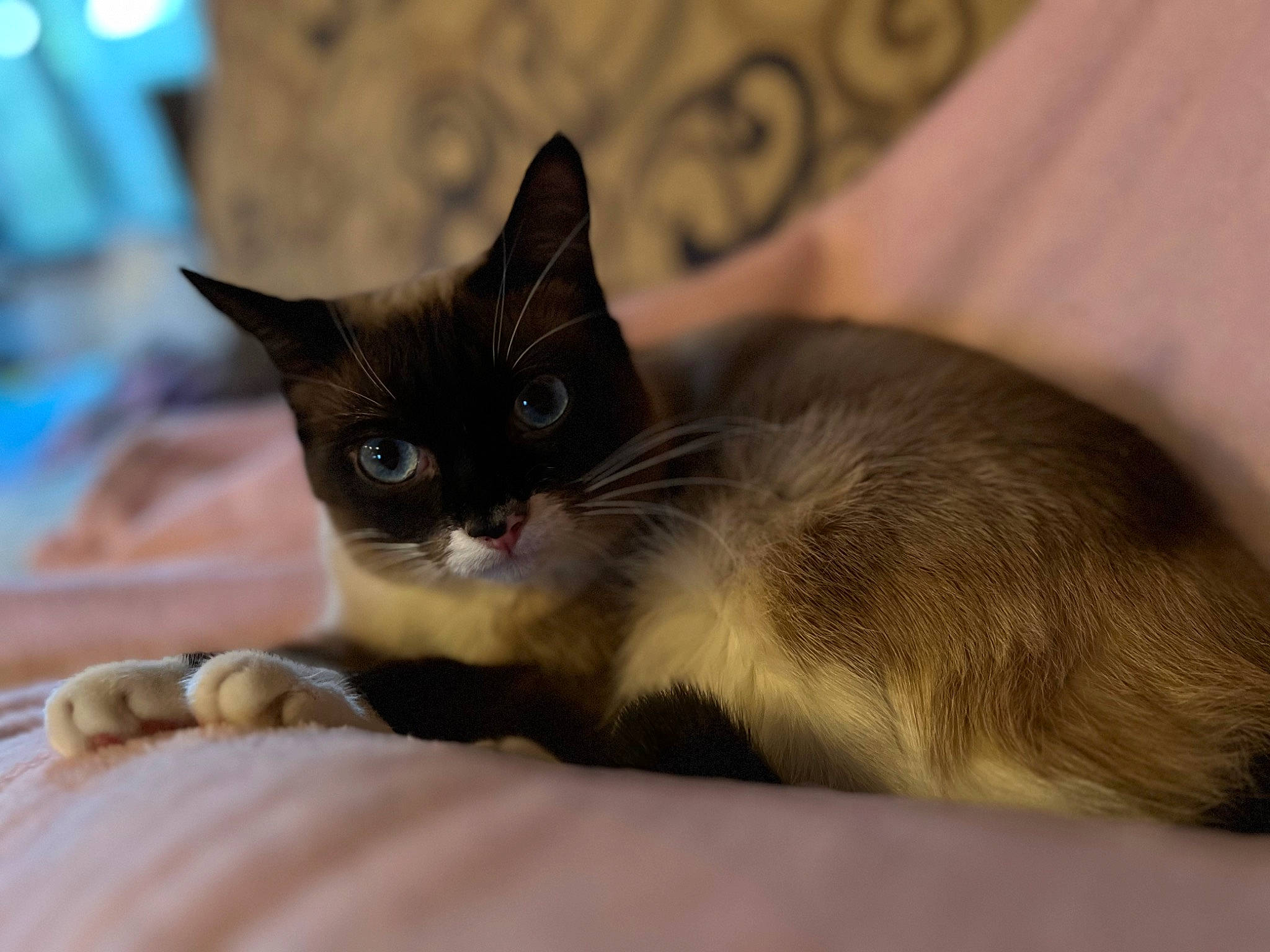 Cleo is registered to the contest to win money with this photo: carnivore, cat, claw, comfort, domestic_short_haired_cat, fawn, felidae, fur, paw, small_to_medium_sized_cats, terrestrial_animal, whiskers