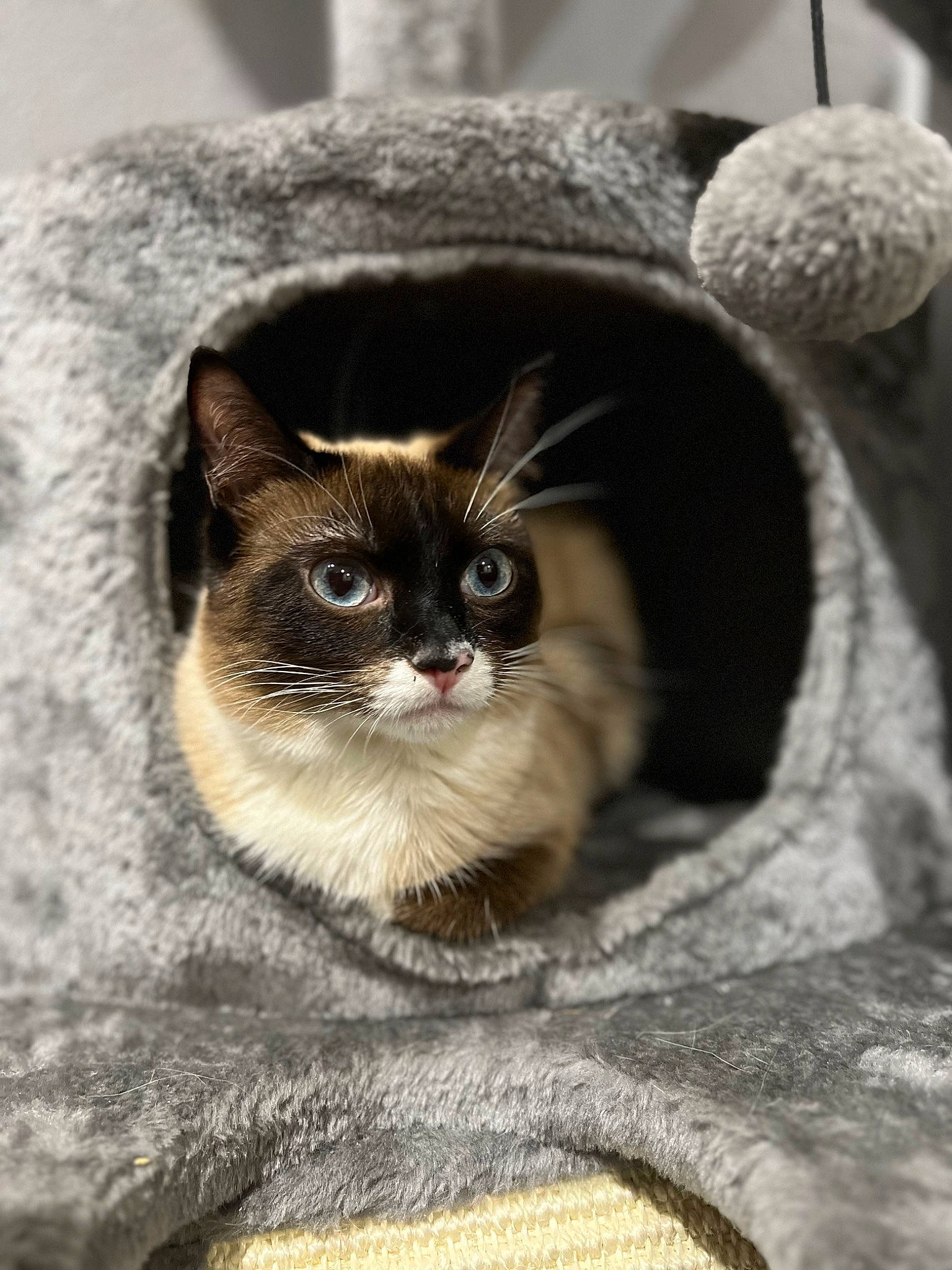 Cleo is registered to the contest to win money with this photo: carnivore, cat, domestic_short_haired_cat, door, eye, fawn, felidae, fur, grey, iris, plant, sitting, small_to_medium_sized_cats, snout, tail, tree, whiskers, wildlife, window, wood