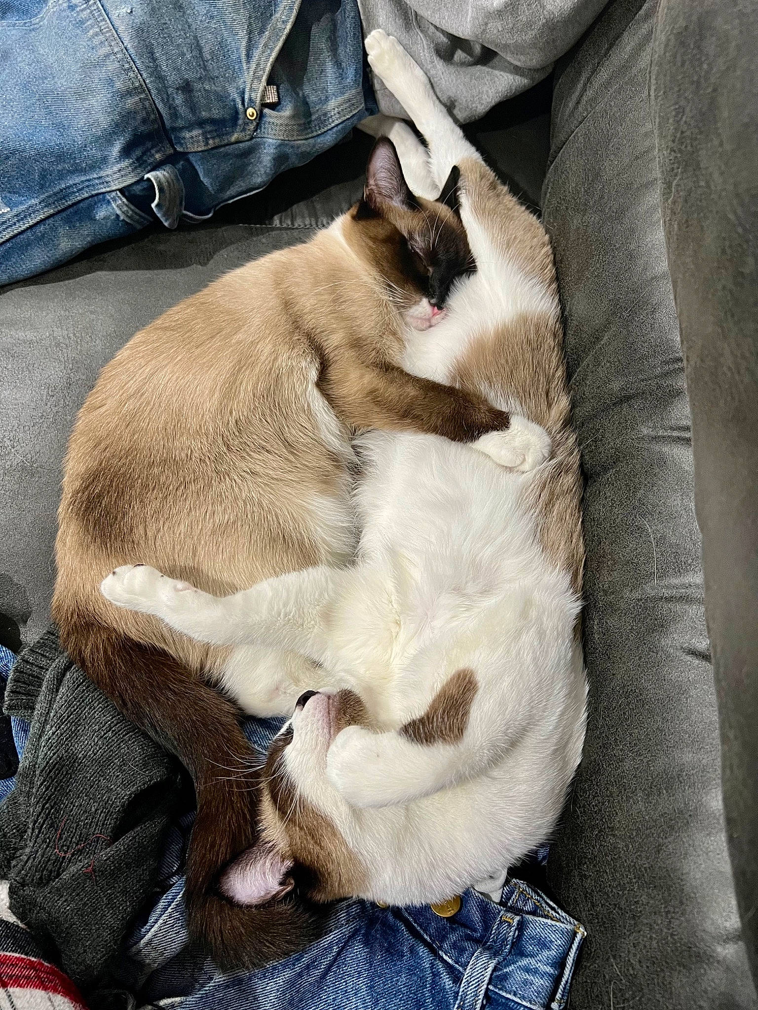 Cleo joined the competition — help win amazing prizes! bag, carnivore, cat, claw, comfort, companion_dog, dog_breed, domestic_short_haired_cat, fawn, felidae, fur, linens, luggage_and_bags, nap, siamese, small_to_medium_sized_cats, tail, textile, thai, whiskers