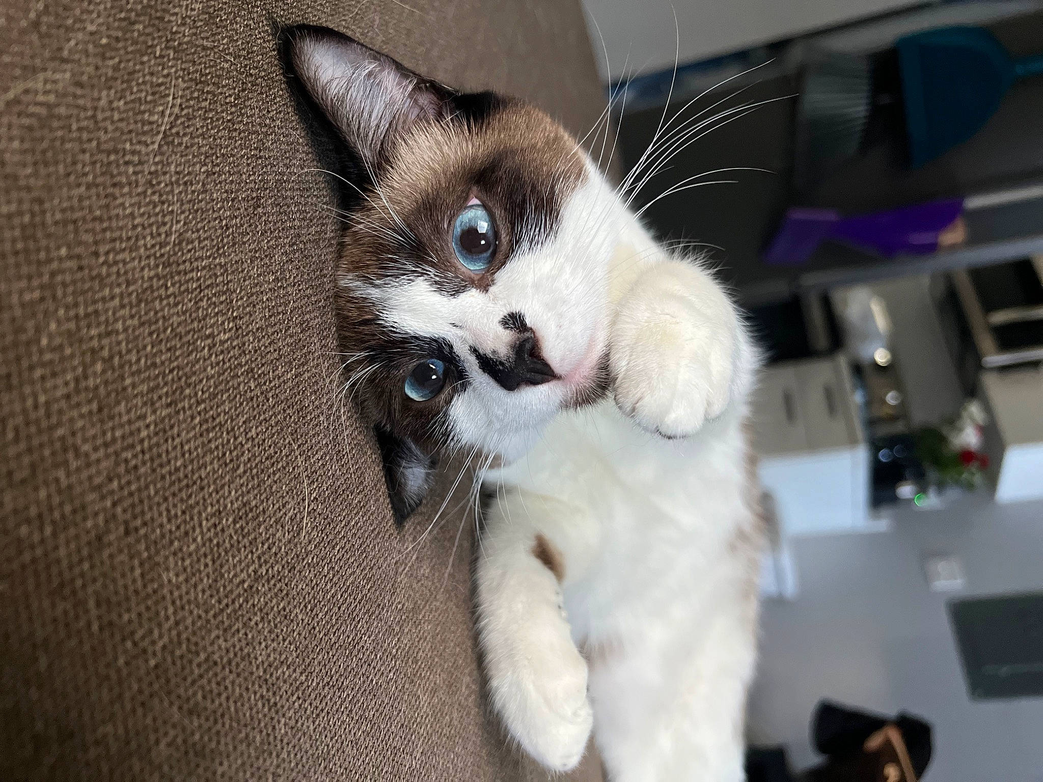 Bonnie joined the competition — help win amazing prizes! carnivore, cat, claw, comfort, domestic_short_haired_cat, ear, eye, fawn, felidae, fur, iris, paw, small_to_medium_sized_cats, snout, tail, whiskers