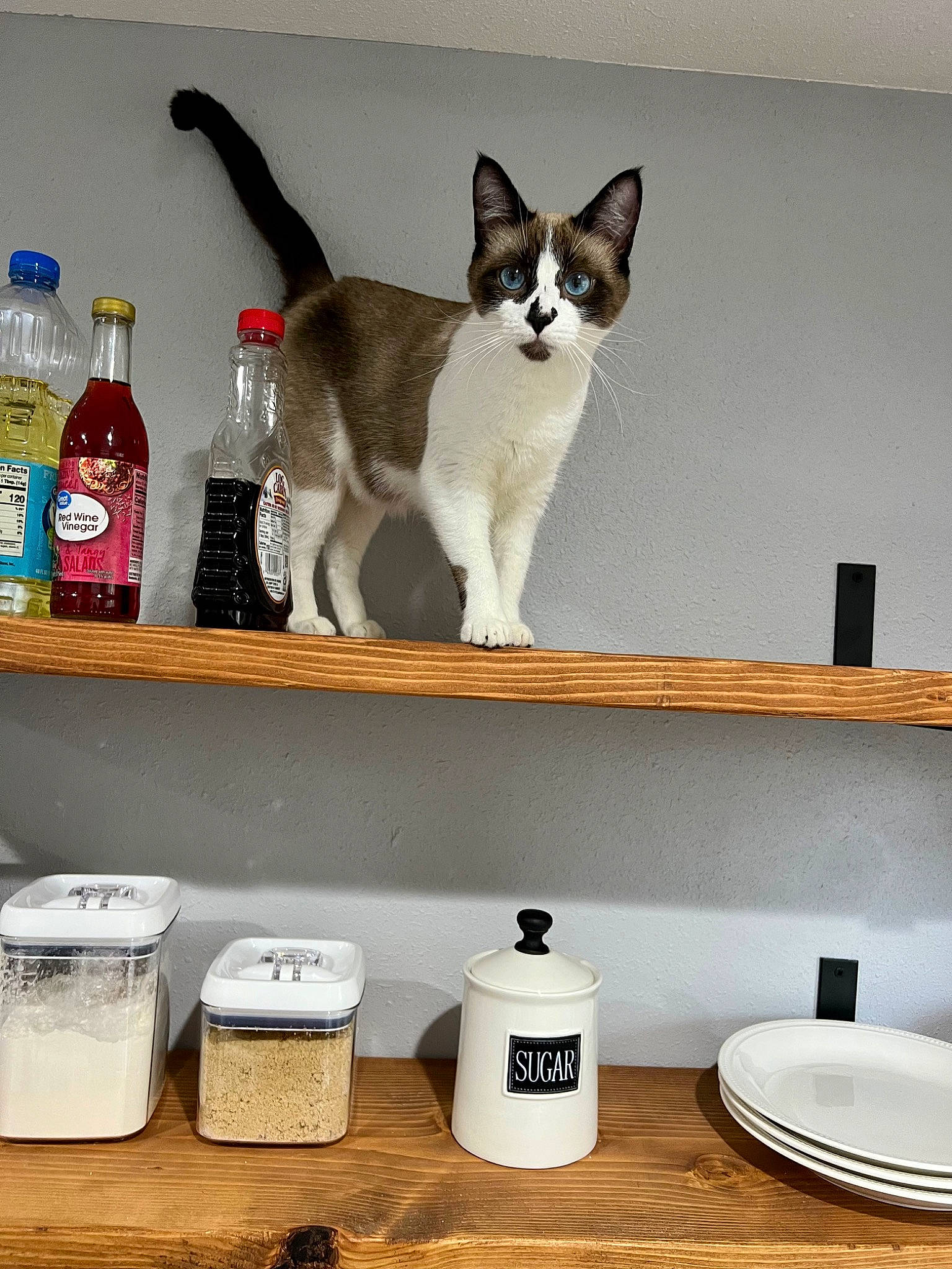 Bonnie is registered to the contest to win money with this photo: bottle, carnivore, cat, cat_supply, drinkware, felidae, food_storage_containers, grey, pet_supply, product, rectangle, room, serveware, shelf, shelving, small_to_medium_sized_cats, tail, whiskers, white, wood