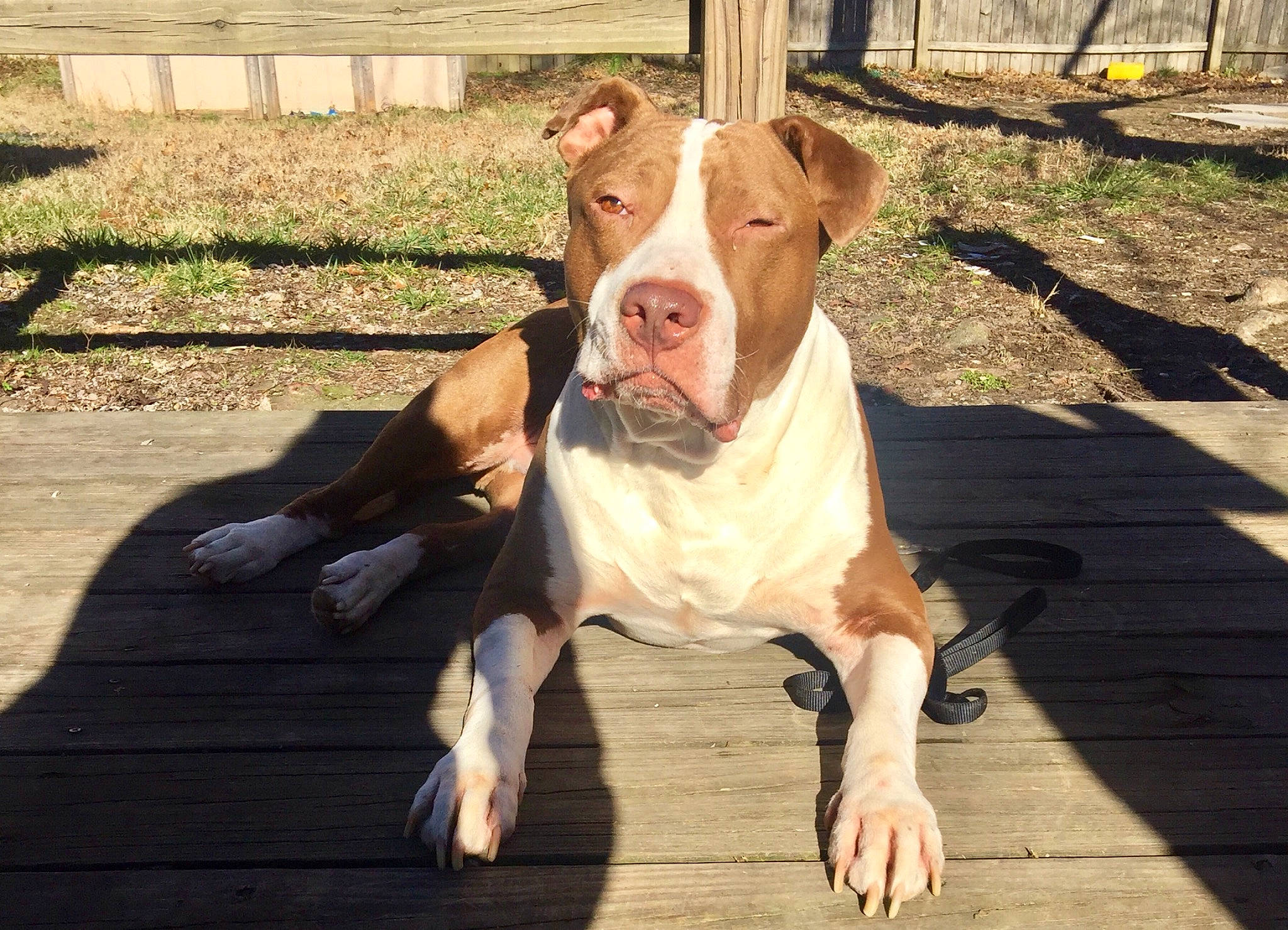 Woody joined the competition — help win amazing prizes! ancient_dog_breeds, canidae, carnivore, collar, companion_dog, dog, dog_breed, dog_clothes, dog_collar, dog_supply, fawn, grass, pet_supply, snout, sporting_group, tail, terrestrial_animal, wood, working_animal, working_dog