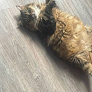 Hermione participe au concours pour gagner de l'argent avec cette photo : cat, tabby, fluffy, pet, animal, indoor, floor, wooden_floor, relaxed, lying_down, green_eyes, fur, whiskers, curious, cute, domestic_animal, close_up, soft_light, cozy, portrait