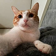 Penny joined the competition — help win amazing prizes! animal, blanket, cat, closeup, cozy, curious, cute, domestic_cat, feline, fur, indoor, orange_and_white, paw, pet, portrait, relaxed, resting, soft, whiskers, wide_eyes