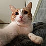 animal, blanket, cat, closeup, cozy, curious, cute, domestic_cat, feline, fur, indoor, orange_and_white, paw, pet, portrait, relaxed, resting, soft, whiskers, wide_eyes