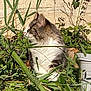 cat, fluffy, garden, plants, greenery, bamboo, stone_wall, white_container, outdoor, nature, animal, feline, fur, side_view, daylight, leaves, grass, pet, curious, sitting