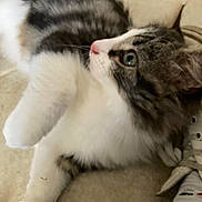 Maximus a rejoint le concours — aidez-le/la à gagner de superbes lots ! cat, tabby, white_fur, animal, pet, lying_down, carpet, paw, sock, shoe, indoor, feline, cute, fur, whiskers, side_view, relaxed, cozy, home, attention
