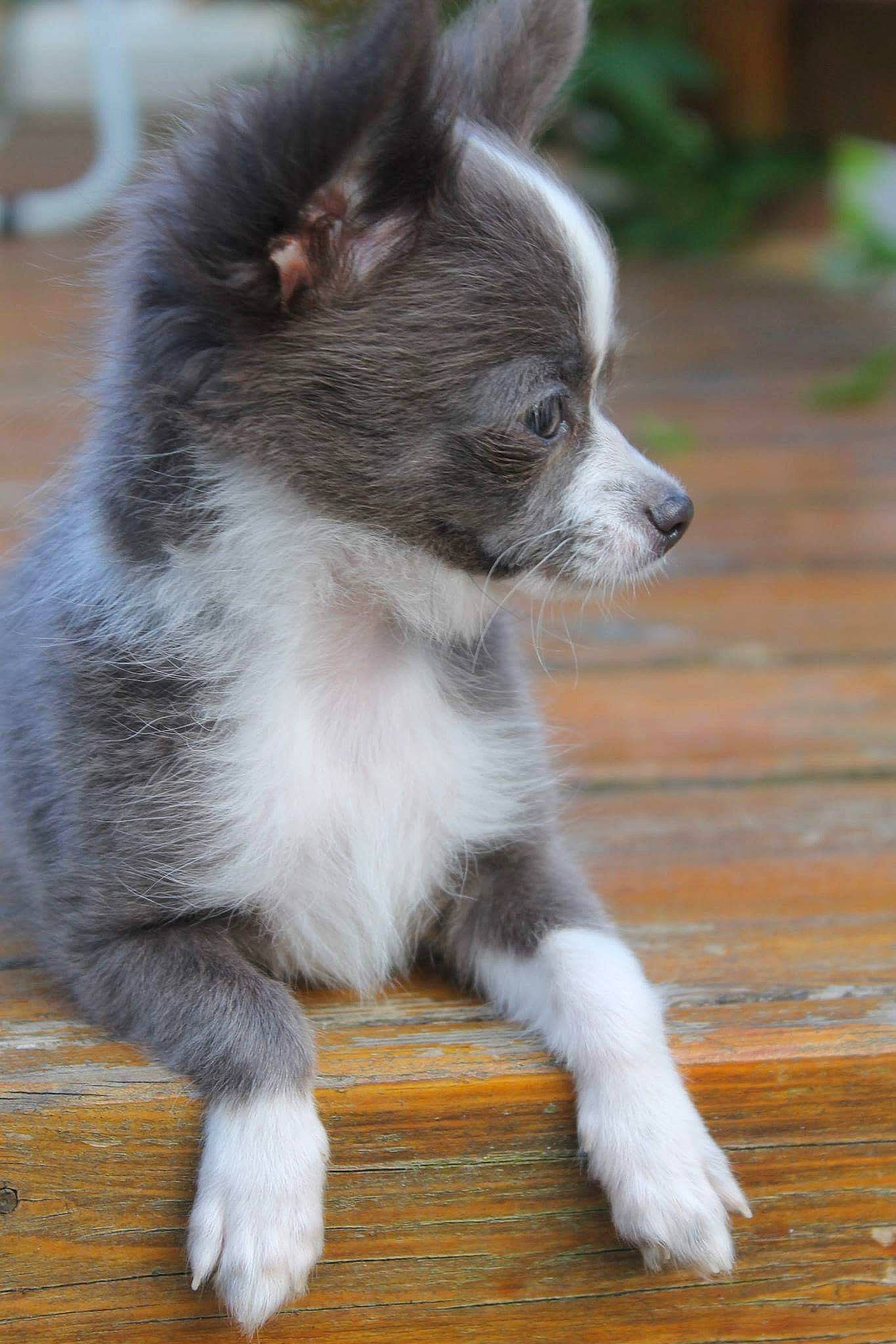 Milord participe au concours pour gagner de l'argent avec cette photo : ancient_dog_breeds, canidae, carnivore, companion_dog, dog, dog_breed, mammal, pomeranian, puppy, rare_breed_dog, snout, vertebrate, whiskers