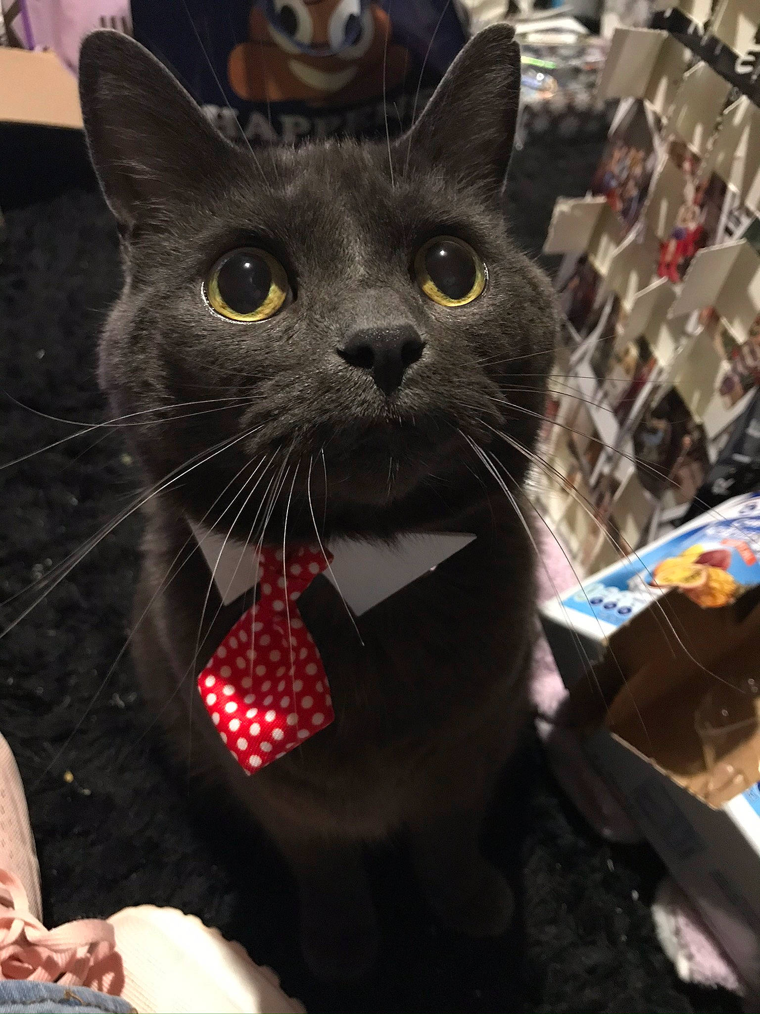 Squishy is registered to the contest to win money with this photo: asian, black_cat, carnivore, cat, domestic_short_haired_cat, felidae, small_to_medium_sized_cats, snout, whiskers