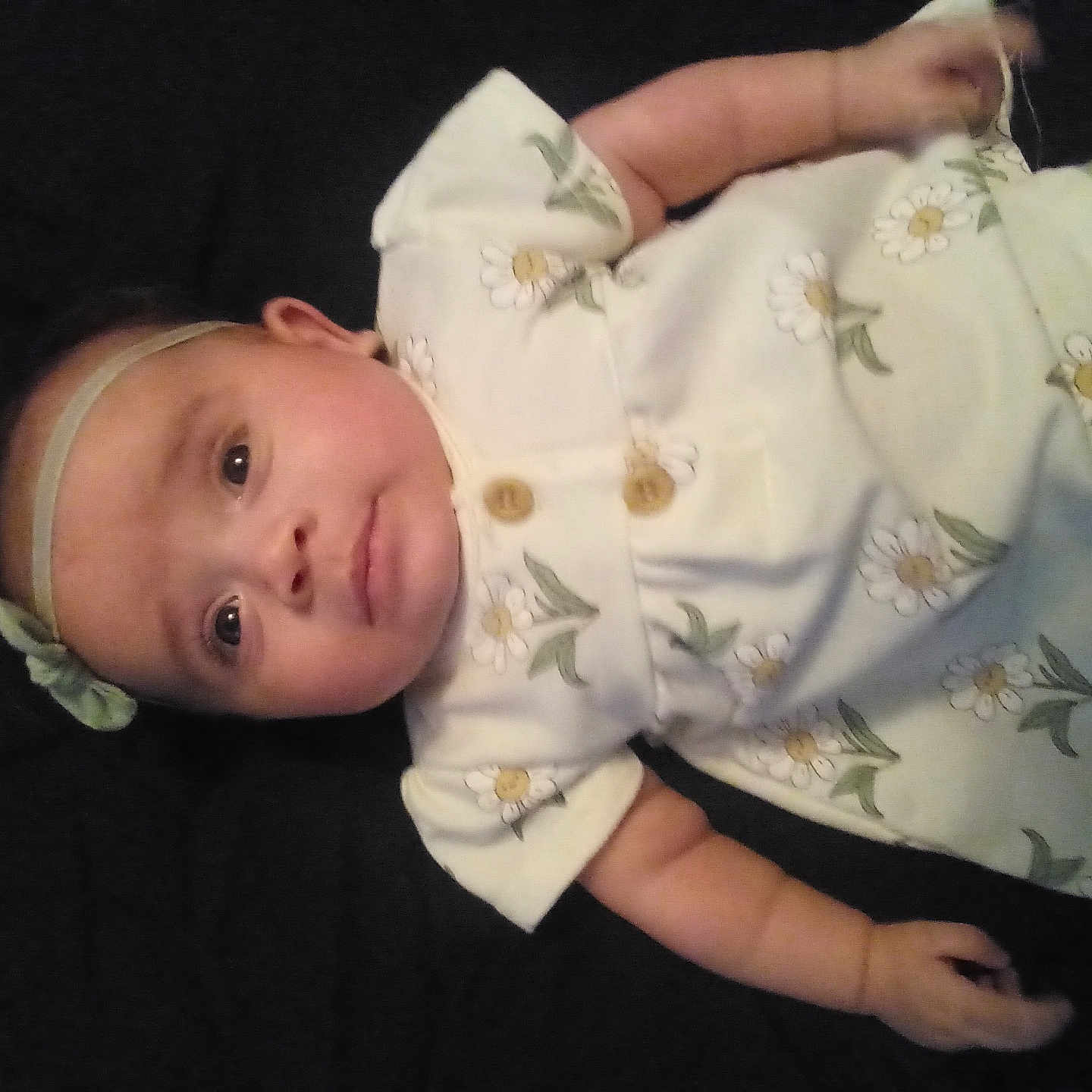 Avelina
