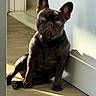 dog, french_bulldog, black_dog, pet, indoor, floor, wall, sunlight, shadow, ears, sitting, looking, curious, animal, canine, companion, cute, domestic, house, relaxed