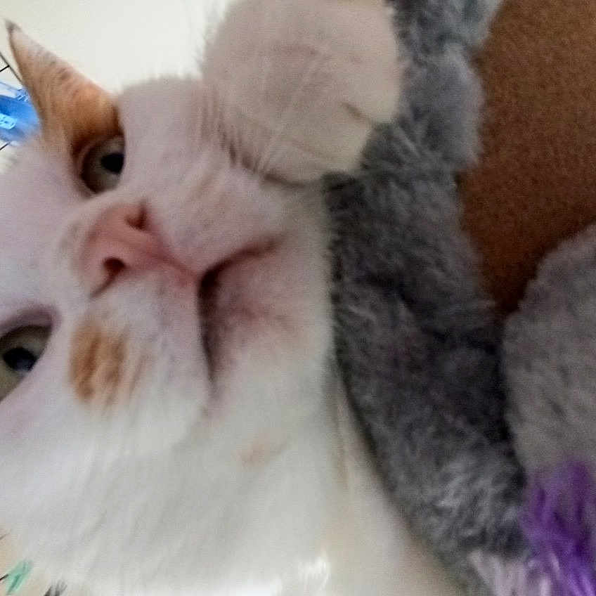 Violaine a rejoint le concours — aidez-le/la à gagner de superbes lots ! angora, animal, canine, cat, chair, couch, face, furniture, head, indoors, kitten, person, pet, photography, plant, plush, portrait, pottedplant, sleeping, toy