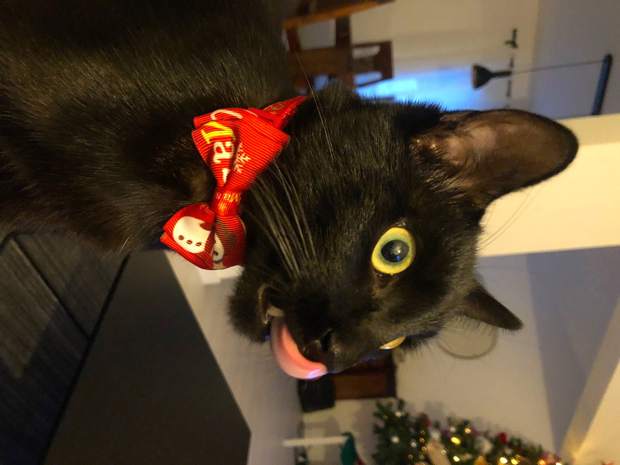 Spritz a rejoint le concours — aidez-le/la à gagner de superbes lots ! audio_equipment, black_cat, bombay, carmine, carnivore, cat, costume, costume_hat, domestic_short_haired_cat, ear, eye, fashion_accessory, felidae, fur, plush, small_to_medium_sized_cats, snout, stuffed_toy, tail, whiskers