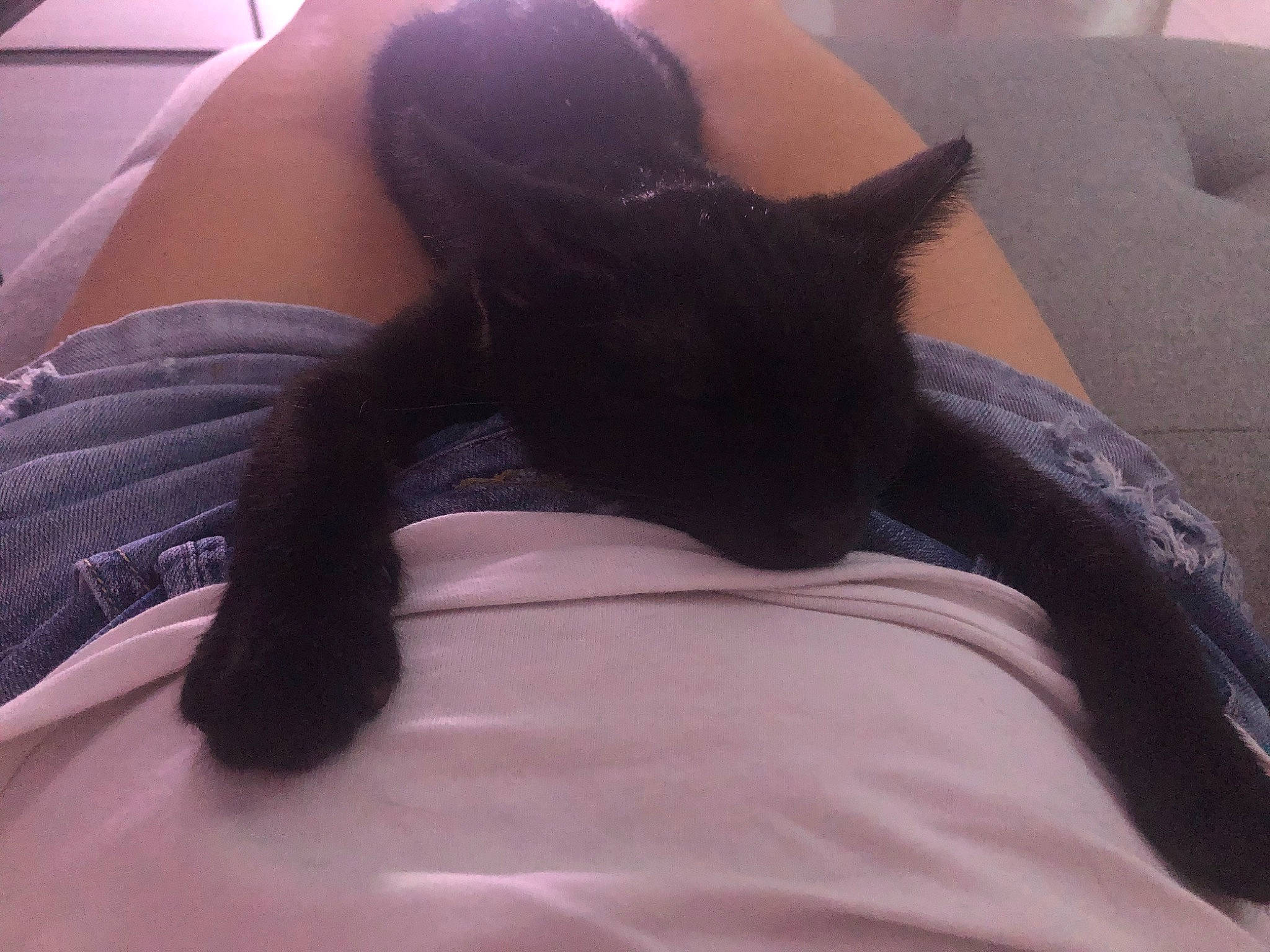 Spritz participe au concours pour gagner de l'argent avec cette photo : abdomen, beard, bed, black_cat, carnivore, cat, comfort, elbow, eyelash, fawn, felidae, gesture, human_leg, small_to_medium_sized_cats, snout, tail, textile, thigh, trunk, whiskers