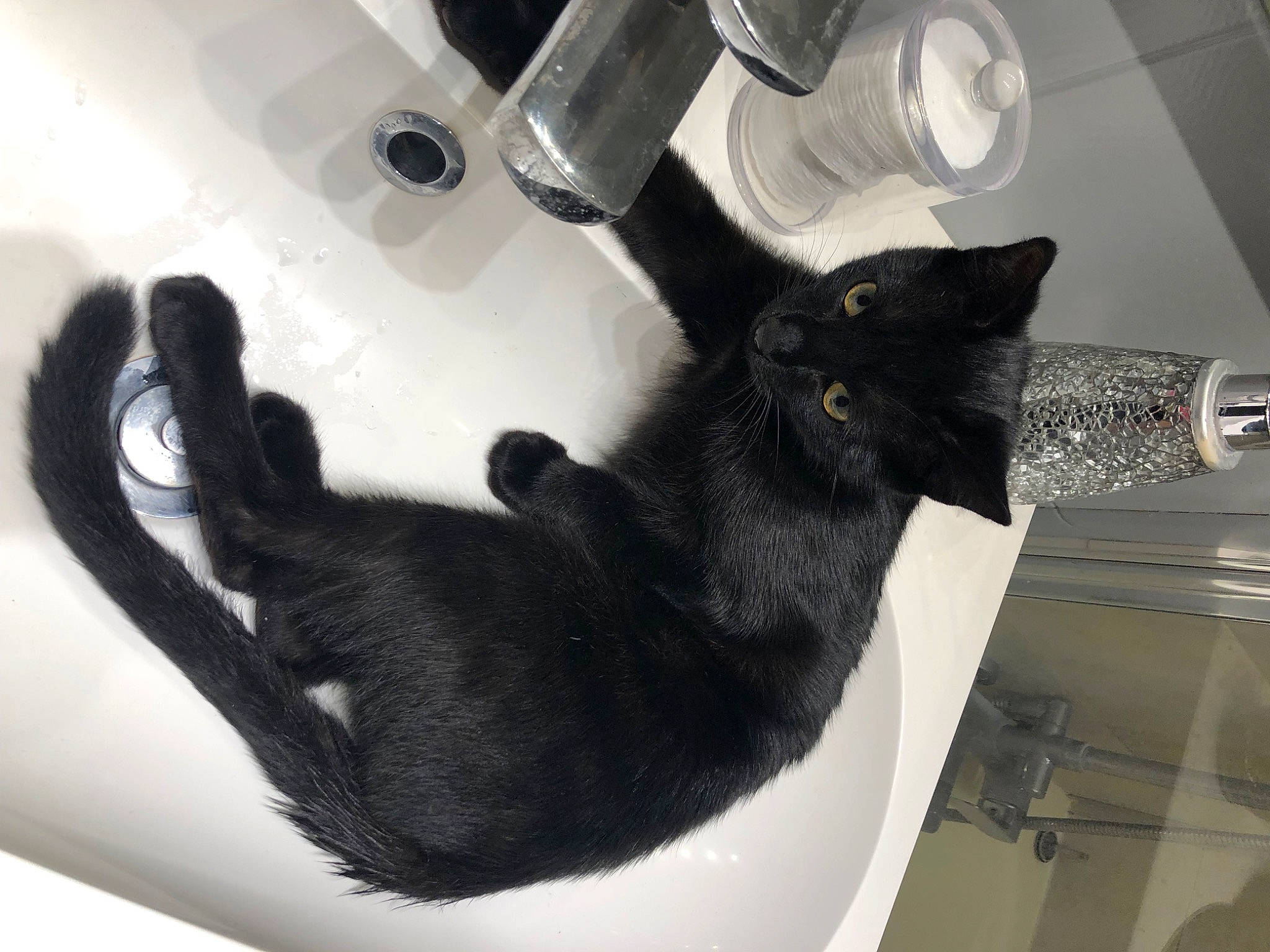 Spritz participe au concours pour gagner de l'argent avec cette photo : black_cat, bombay, carnivore, cat, claw, clock, comfort, domestic_short_haired_cat, felidae, fur, gesture, paw, plumbing_fixture, room, small_to_medium_sized_cats, tail, whiskers