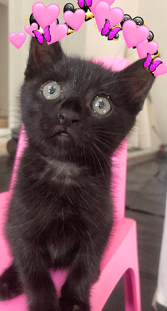 Spritz a rejoint le concours — aidez-le/la à gagner de superbes lots ! black_cat, bombay, carnivore, cat, cat_supply, domestic_short_haired_cat, fawn, felidae, fur, iris, magenta, pet_supply, pink, small_to_medium_sized_cats, snout, tail, terrestrial_animal, whiskers, working_animal