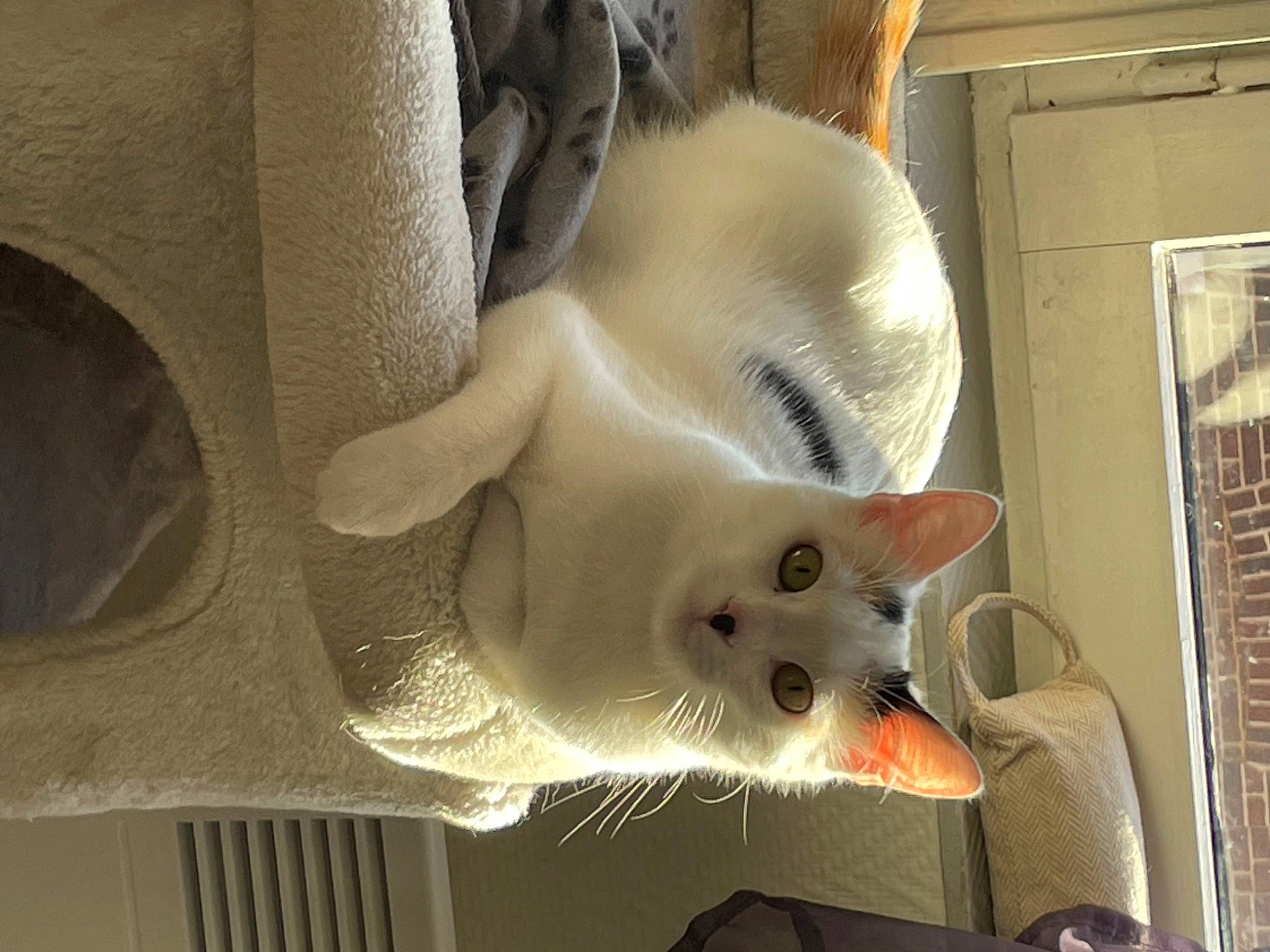 Unik participe au concours pour gagner de l'argent avec cette photo : carnivore, cat, comfort, domestic_short_haired_cat, fawn, felidae, fur, small_to_medium_sized_cats, snout, tail, whiskers, white