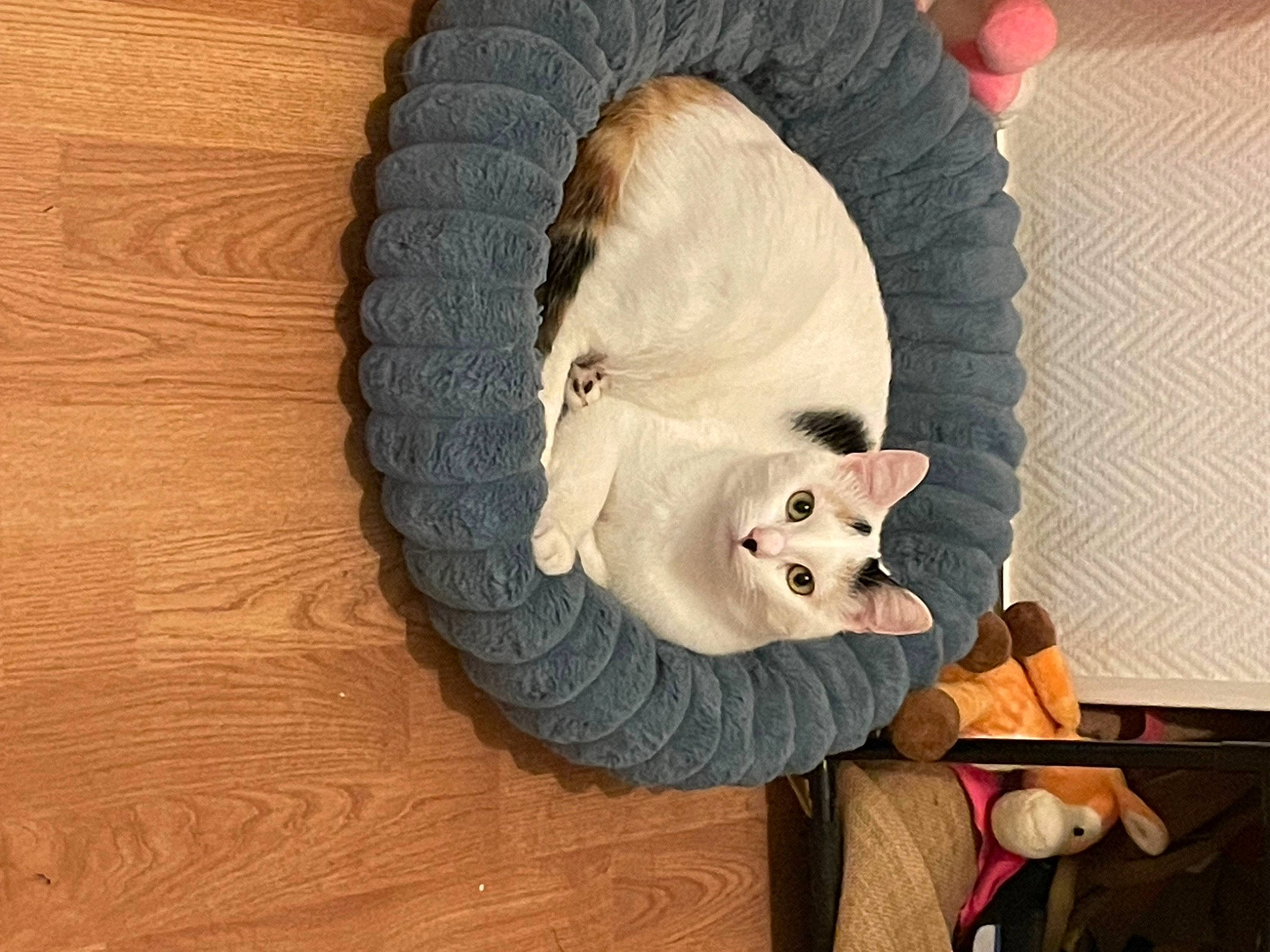 Unik participe au concours pour gagner de l'argent avec cette photo : automotive_tire, canidae, carnivore, comfort, companion_dog, fawn, felidae, flooring, fur, small_to_medium_sized_cats, snout, stuffed_toy, tail, tire, toy, wheel, whiskers, wood, wool, working_animal