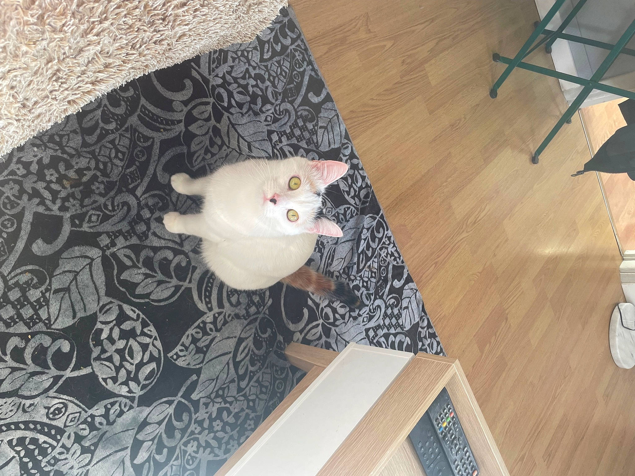 Unik a rejoint le concours — aidez-le/la à gagner de superbes lots ! ceramic, comfort_food, dish, dishware, felidae, floor, flooring, hardwood, ingredient, laminate_flooring, pattern, porcelain, room, serveware, tail, toy, varnish, wood, wood_flooring, wood_stain