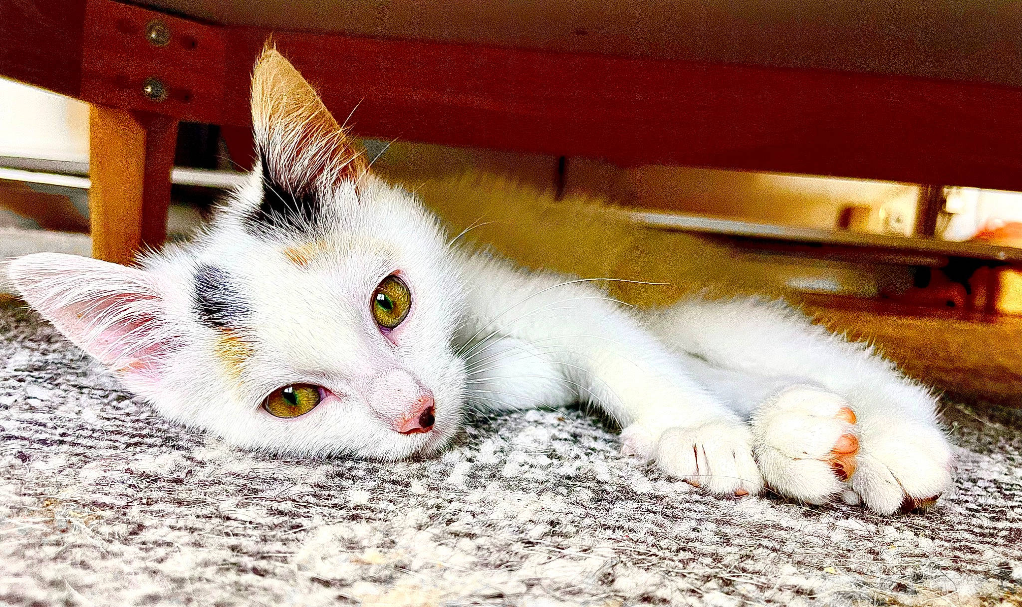 Unik participe au concours pour gagner de l'argent avec cette photo : carnivore, cat, claw, comfort, domestic_short_haired_cat, felidae, foot, fur, paw, photo_caption, small_to_medium_sized_cats, snout, tail, whiskers