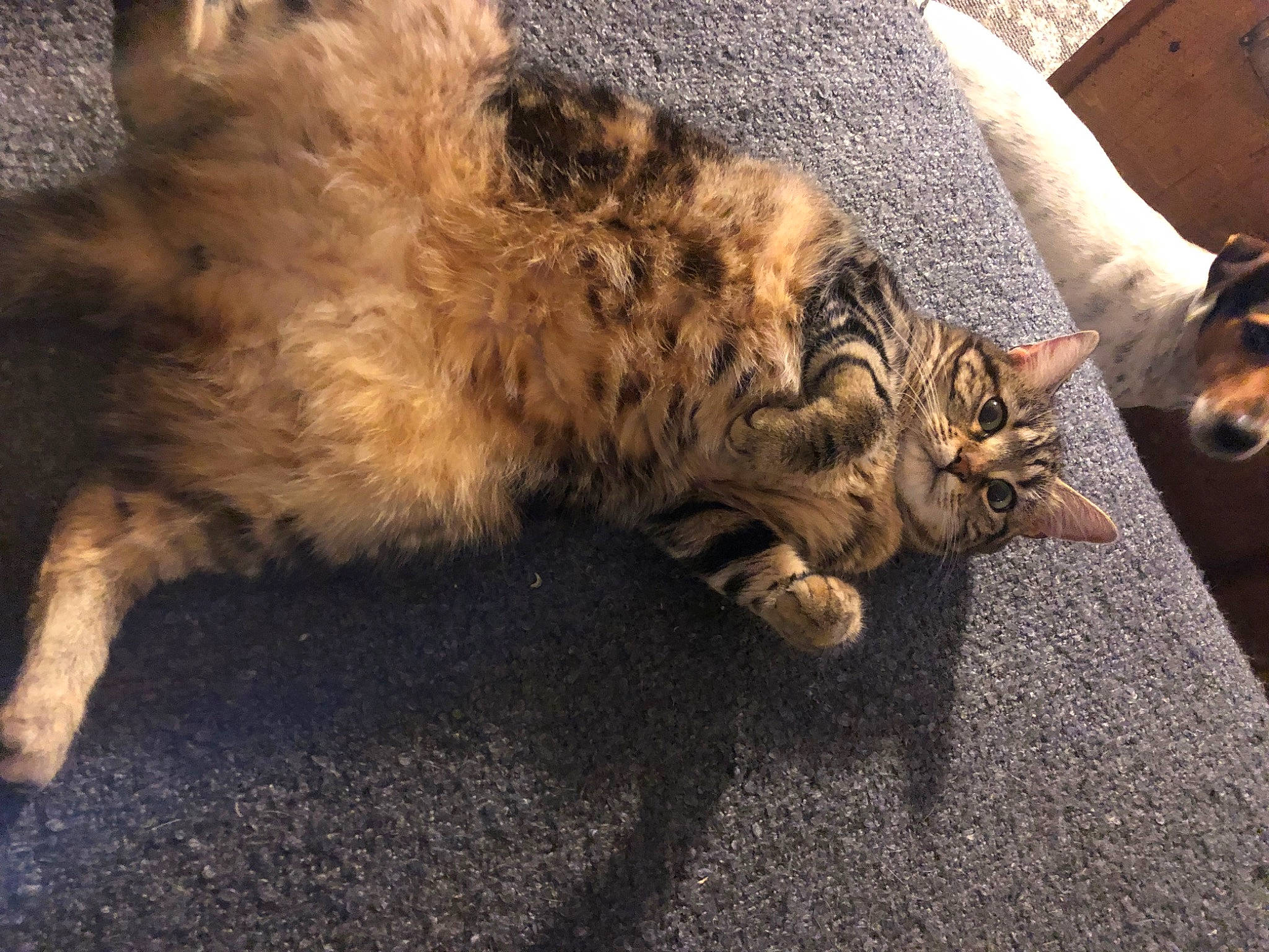 Mimine a rejoint le concours — aidez-le/la à gagner de superbes lots ! asphalt, canidae, carnivore, cat, claw, comfort, dog, domestic_short_haired_cat, fawn, felidae, flooring, fur, paw, road_surface, sitting, small_to_medium_sized_cats, tail, terrestrial_animal, whiskers, wood