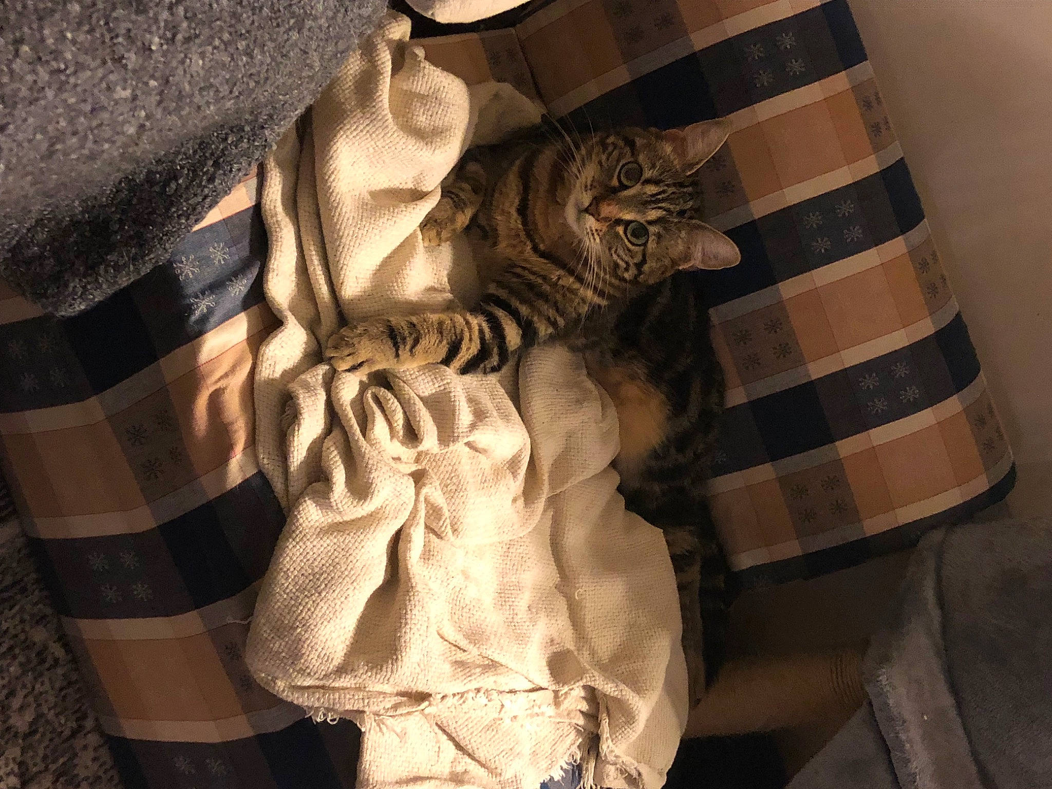 Mimine a rejoint le concours — aidez-le/la à gagner de superbes lots ! artifact, beige, comfort, fashion_design, felidae, fur, grey, human_leg, linens, monochrome_photography, pattern, plaid, room, sleeve, t_shirt, tartan, textile, tints_and_shades, visual_arts, wood