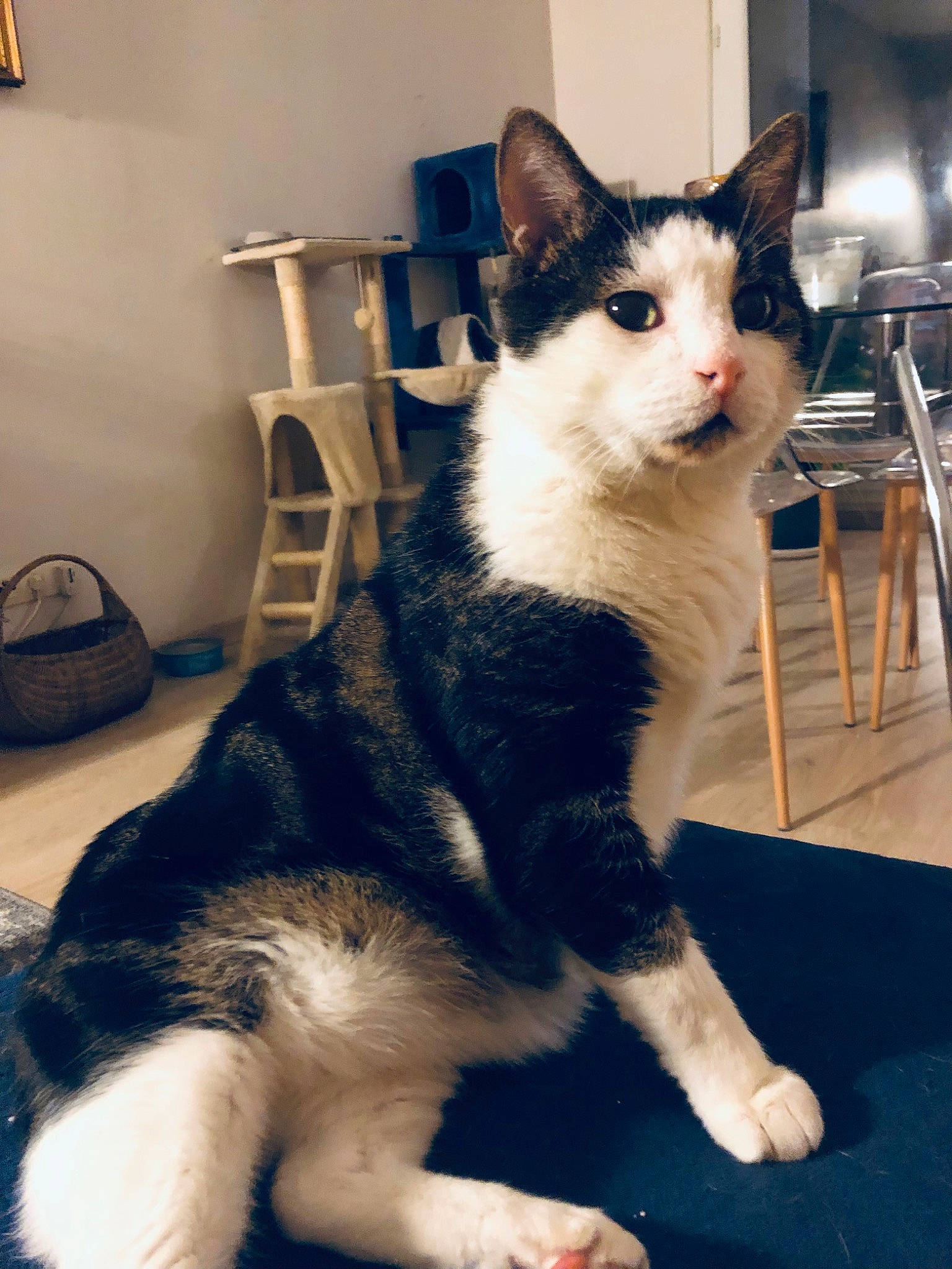 Pokawa participe au concours pour gagner de l'argent avec cette photo : bag, carnivore, cat, chair, comfort, domestic_short_haired_cat, felidae, flooring, foot, formal_wear, fur, lamp, luggage_and_bags, picture_frame, sitting, small_to_medium_sized_cats, snout, tail, terrestrial_animal, whiskers