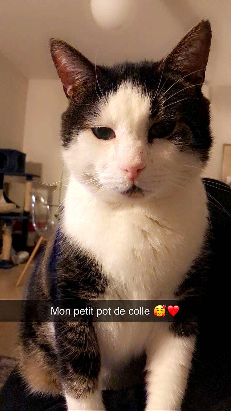 Pokawa a rejoint le concours — aidez-le/la à gagner de superbes lots ! box, carnivore, cat, comfort, domestic_short_haired_cat, felidae, fur, iris, lamp, photo_caption, sitting, small_to_medium_sized_cats, snout, tail, tree, whiskers