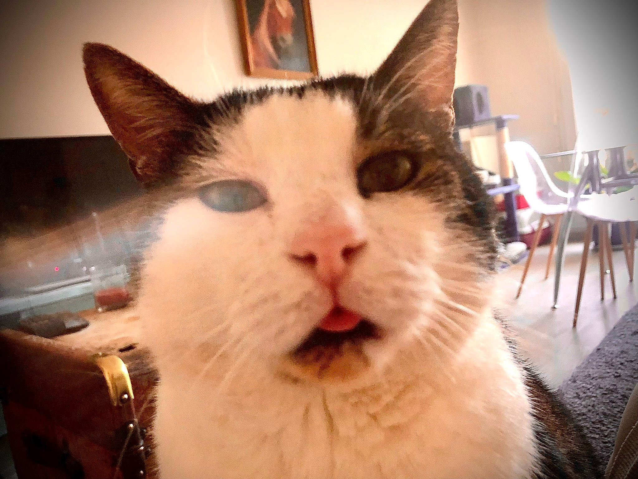 Pokawa a rejoint le concours — aidez-le/la à gagner de superbes lots ! carnivore, cat, comfort, domestic_short_haired_cat, ear, felidae, fur, jewellery, paw, small_to_medium_sized_cats, snout, whiskers, window