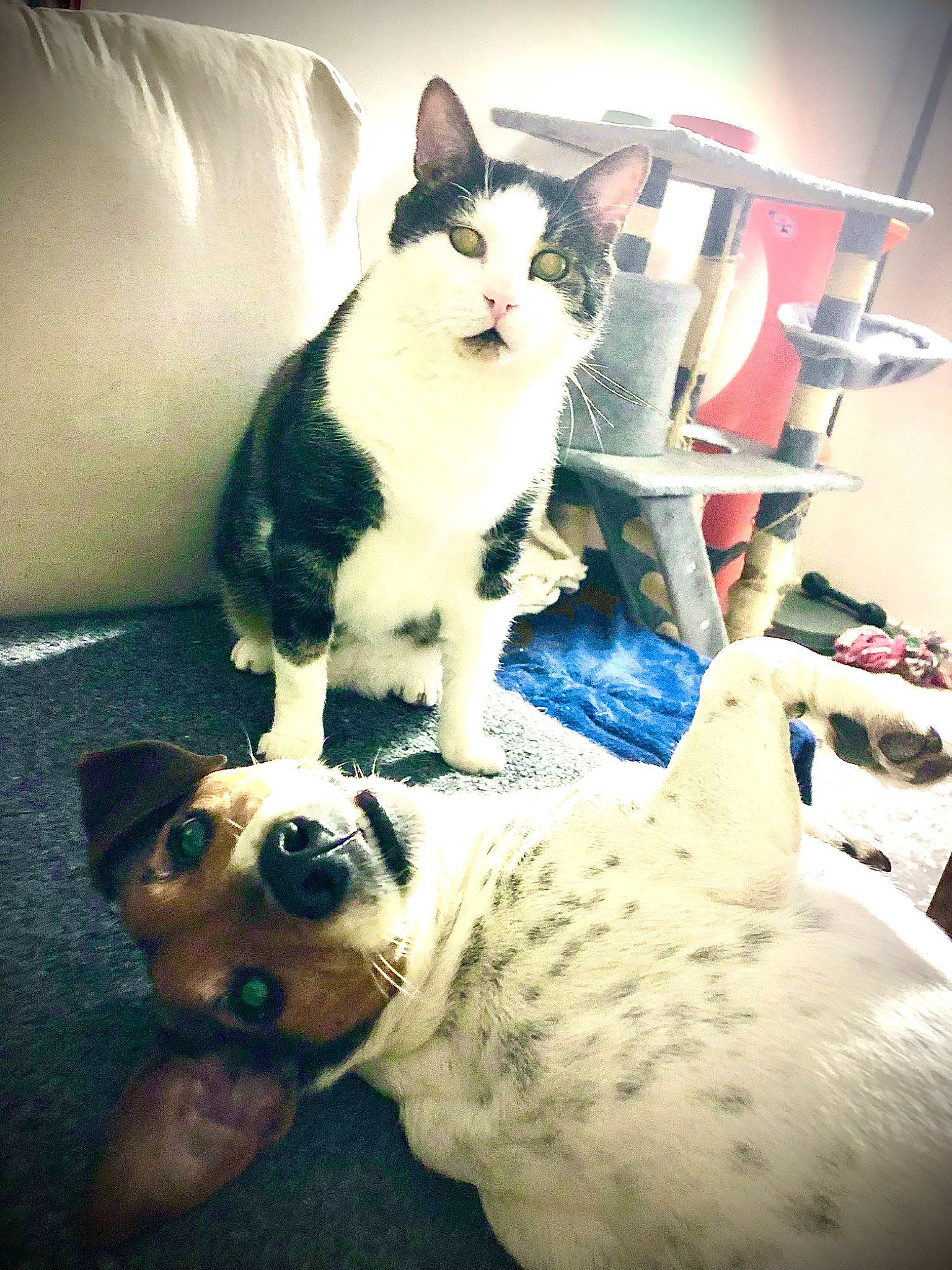 Lucky participe au concours pour gagner de l'argent avec cette photo : canidae, carnivore, cat, comfort, companion_dog, couch, dog, dog_breed, felidae, fur, happy, light, love, paw, sitting, small_to_medium_sized_cats, snout, tail, whiskers, white