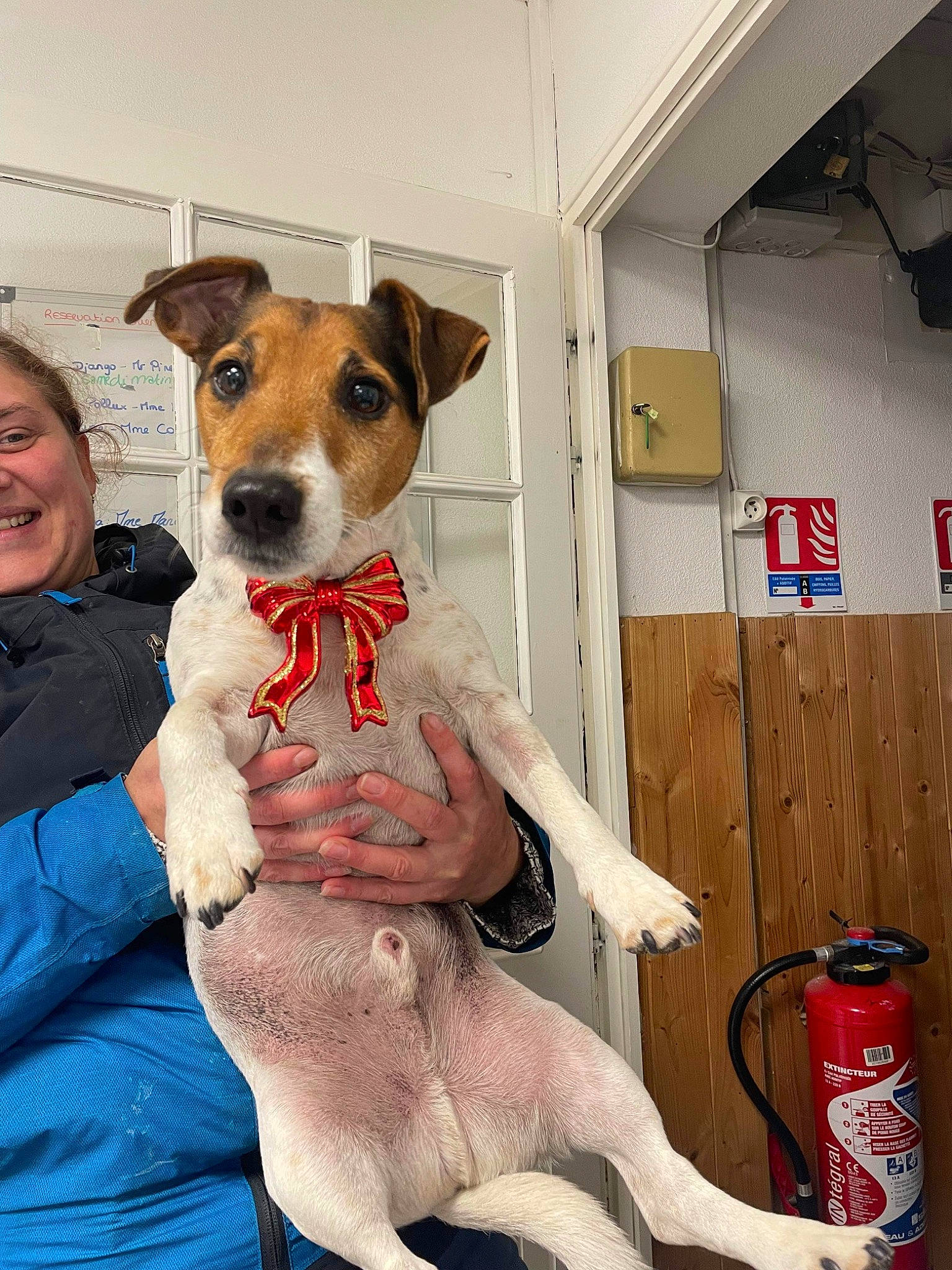 Lucky participe au concours pour gagner de l'argent avec cette photo : aluminum_can, canidae, carnivore, collar, companion_dog, dog, dog_breed, dog_clothes, dog_supply, fawn, fur, paw, sitting, smile, snout, sporting_group, terrier, tin_can, whiskers, working_animal