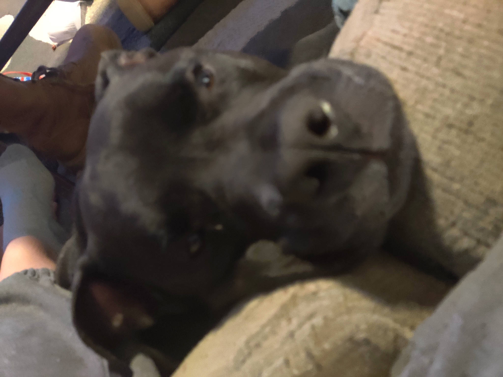 Mako joined the competition — help win amazing prizes! borador, canidae, carnivore, comfort, companion_dog, dog, dog_breed, fawn, foot, slipper, snout, sporting_group, whiskers, working_animal, working_dog