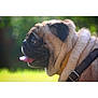 Casper joined the competition — help win amazing prizes! dog, pug, pet, animal, tongue_out, fur, collar, wrinkles, side_profile, close_up, outdoor, green_background, cute, happy, mammal, canine, domestic_animal, face, portrait, nature