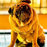 Casper joined the competition — help win amazing prizes! dog, pug, pet, animal, cute, portrait, indoor, fur, face, ears, eyes, legs, floor, reflection, tilted_head, expression, warm_light, close_up, sitting, adorable